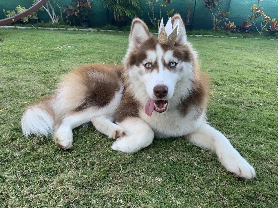 Red-and-white husky lying on the grass, mouth open in a grin