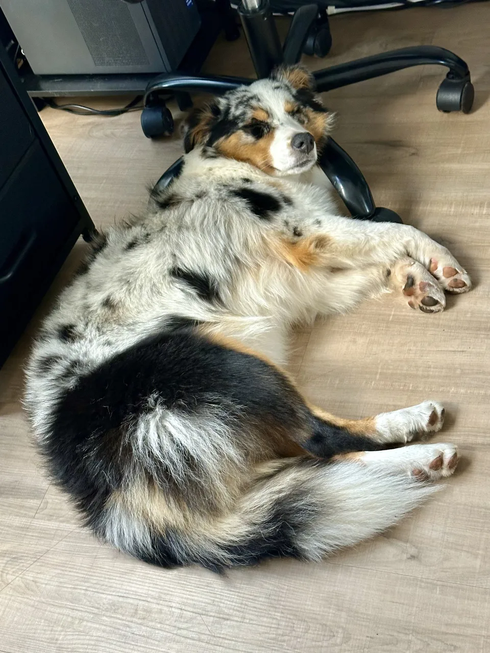 Merle Australian shepherd asleep on the floor beside a desk chair