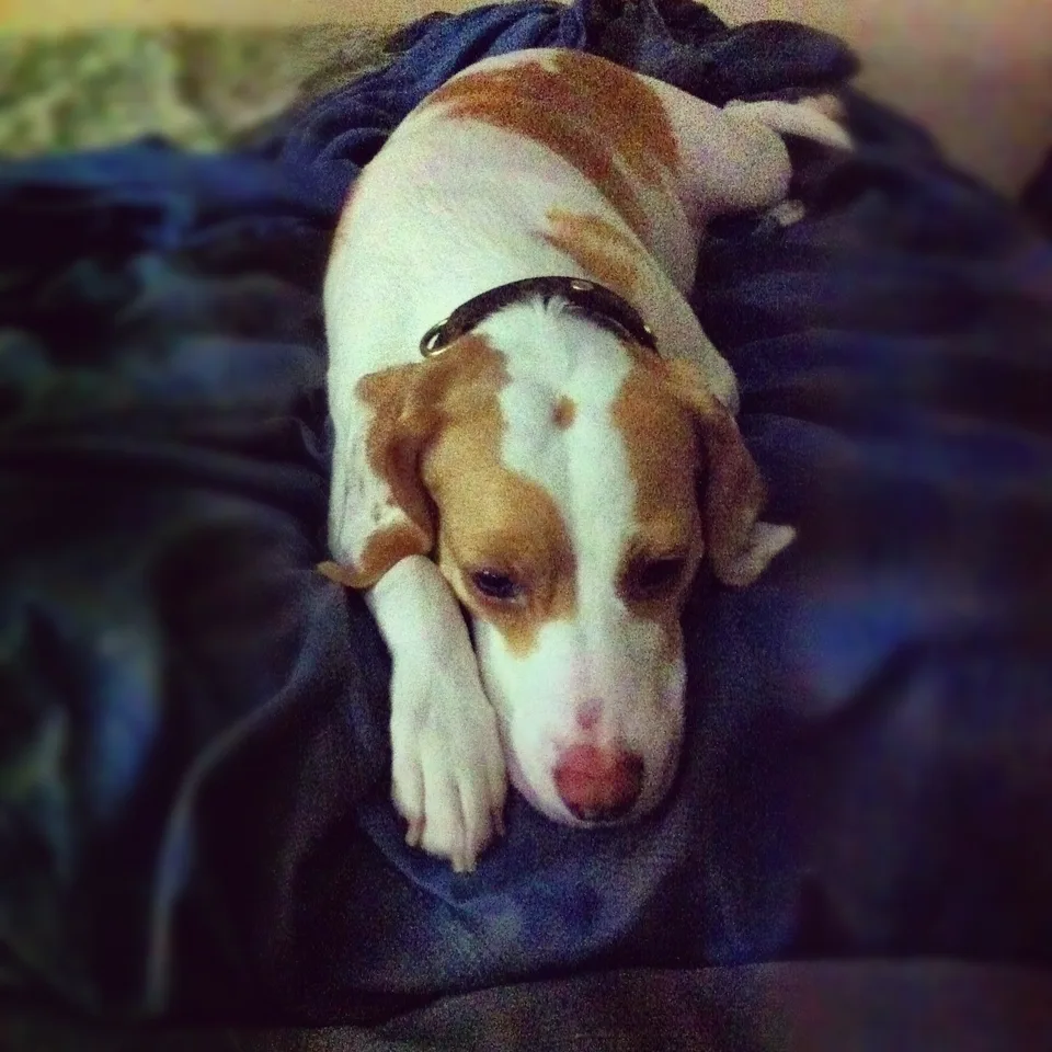 Orange-and-white hound resting its chin on its paw
